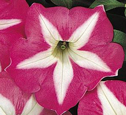 Petunia Mix Flowering Plant "Petunias" - Greensouq - 