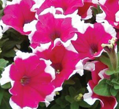 Petunia Mix Flowering Plant "Petunias" - Greensouq - 