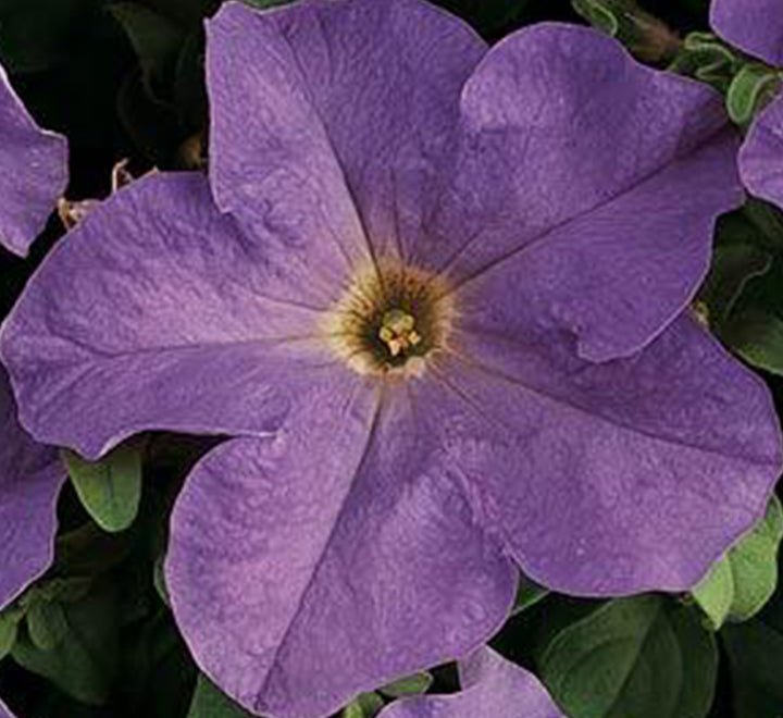 Petunia Mix Flowering Plant "Petunias" - Greensouq - 
