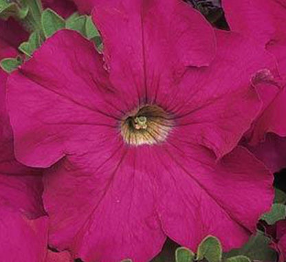 Petunia Mix Flowering Plant "Petunias" - Greensouq - 