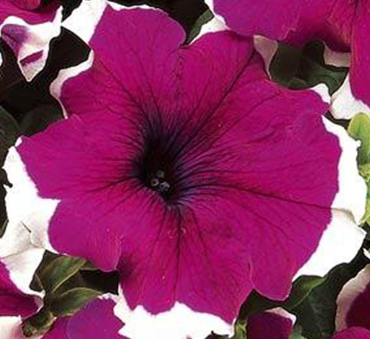 Petunia Mix Flowering Plant "Petunias" - Greensouq - 