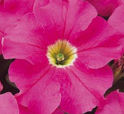 Petunia Mix Flowering Plant "Petunias" - Greensouq - 