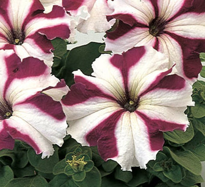 Petunia Mix Flowering Plant "Petunias" - Greensouq - 