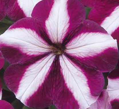 Petunia Mix Flowering Plant "Petunias" - Greensouq - 