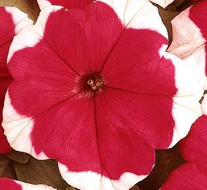 Petunia Mix Flowering Plant "Petunias" - Greensouq - 