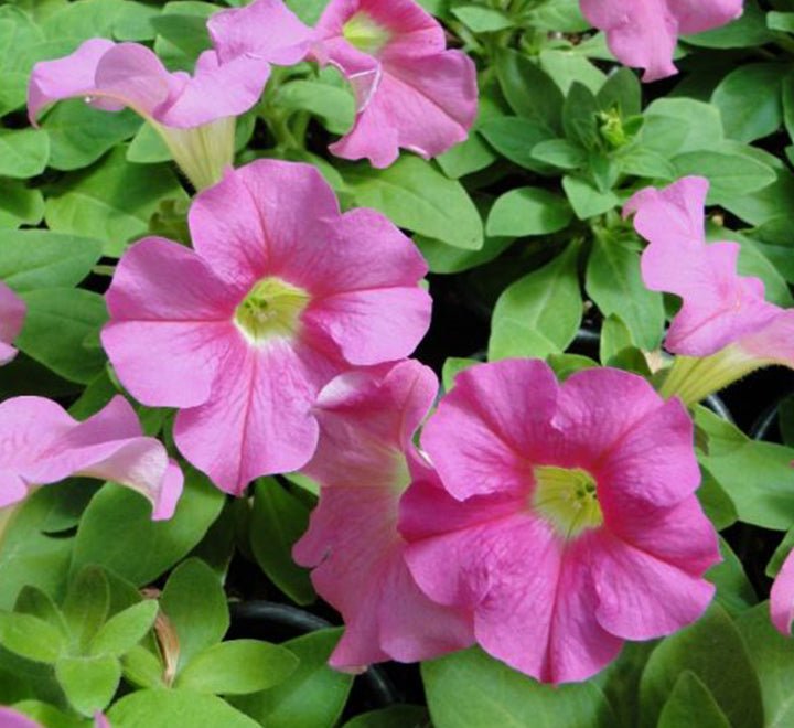 Petunia Mix Flowering Plant "Petunias" - Greensouq - 