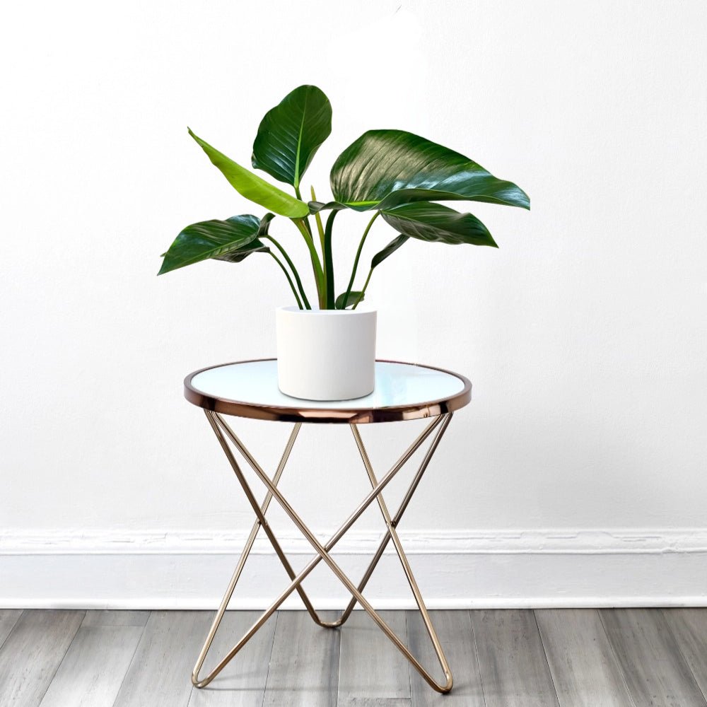 Philodendron Congo Green 30 - 40.cm - Greensouq -