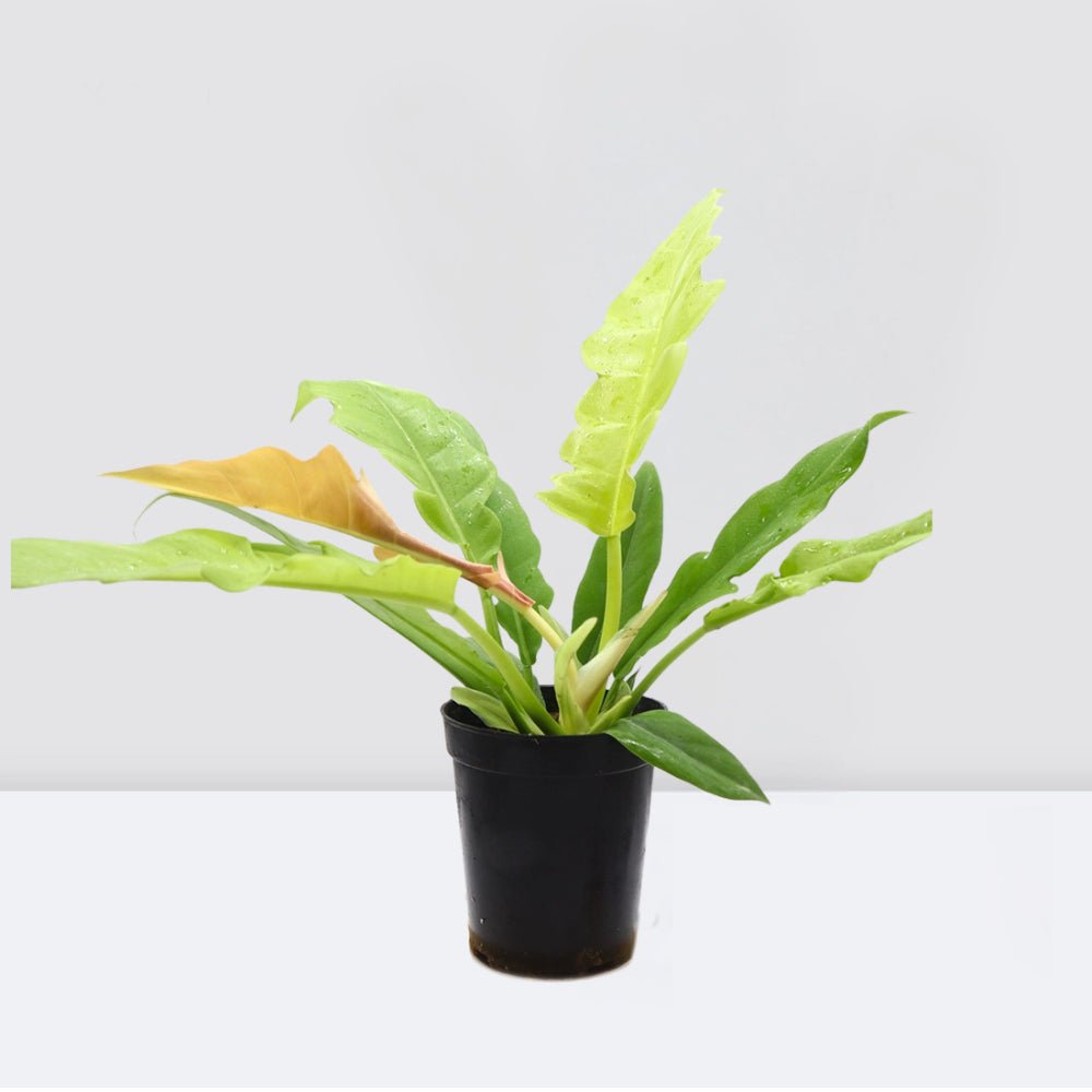 Philodendron 'Ring of Fire' – 30cm - Greensouq - 