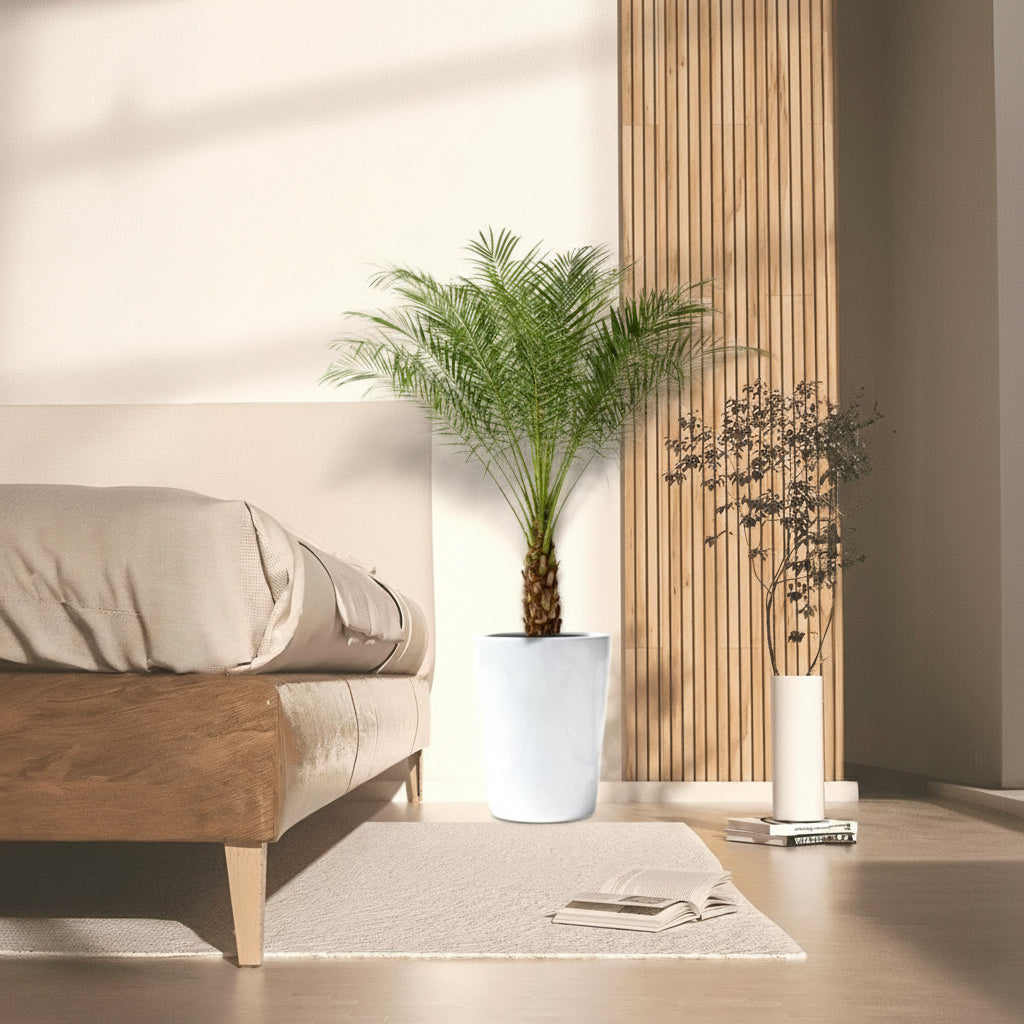 Phoenix Roebelenii - Greensouq - 