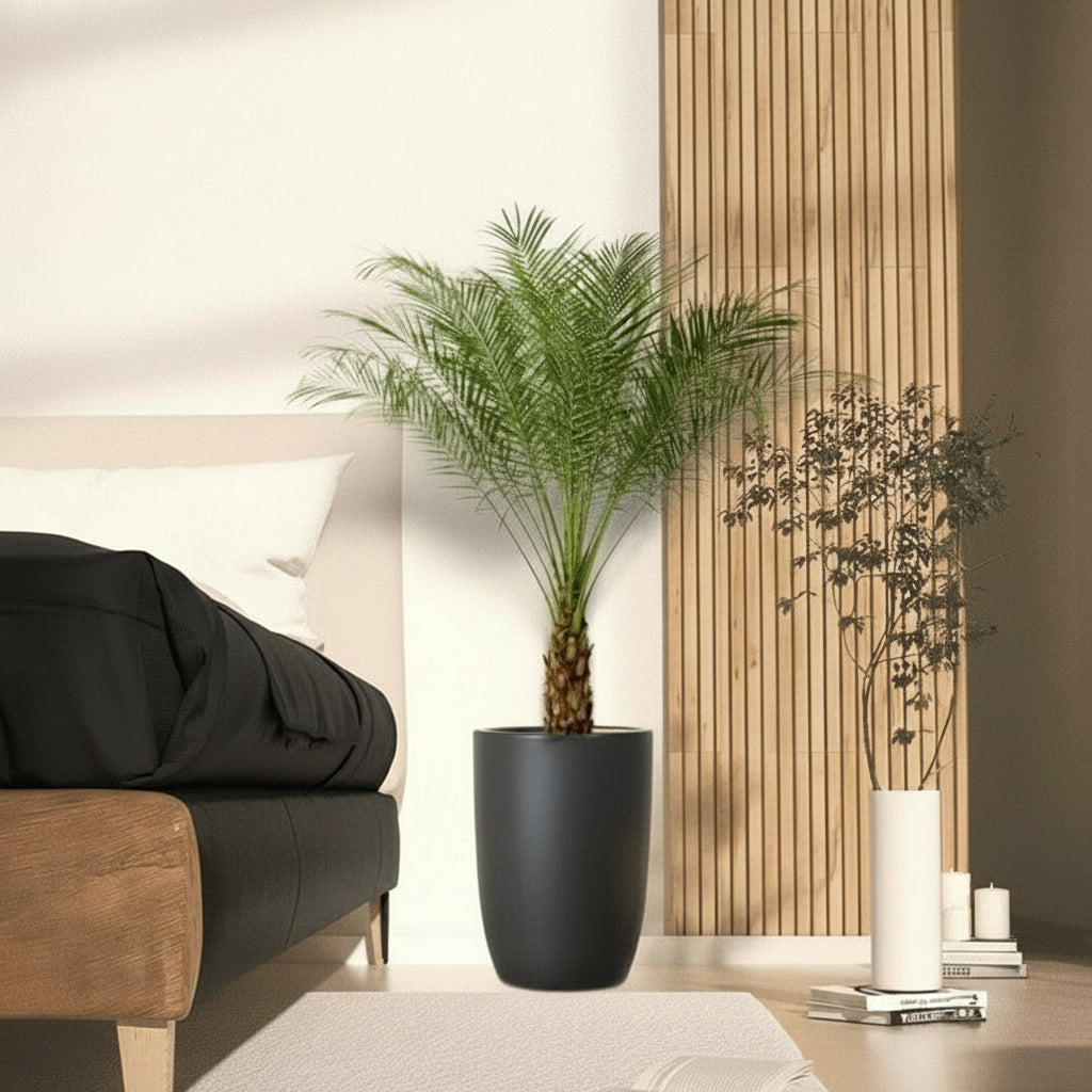 Phoenix Roebelenii - Greensouq - 
