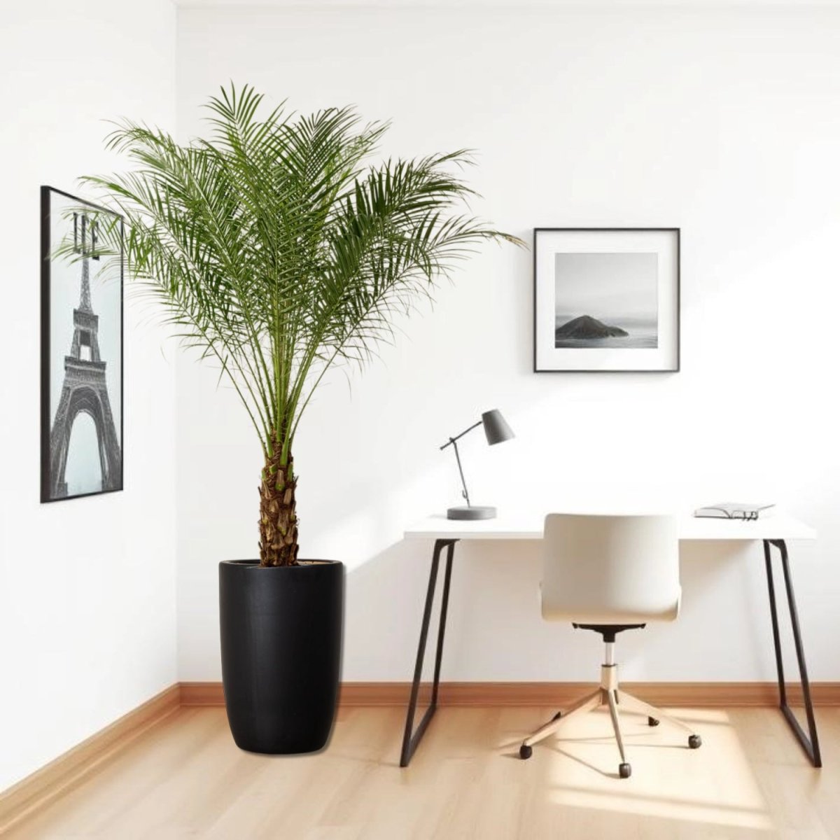 Pygmy Date Palm / Phoenix Roebelenii in Black Ceramic Pot - Greensouq -