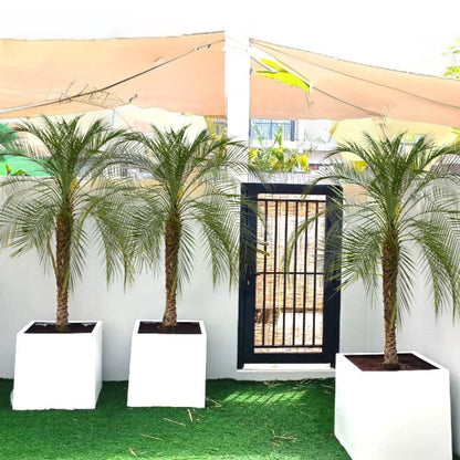Phoenix Roebelenii / Pygmy Date Palm in Grp Pot - Greensouq -