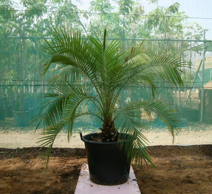 Phoenix Roebelenii "Miniature date palm"(outdoor) - Greensouq - 