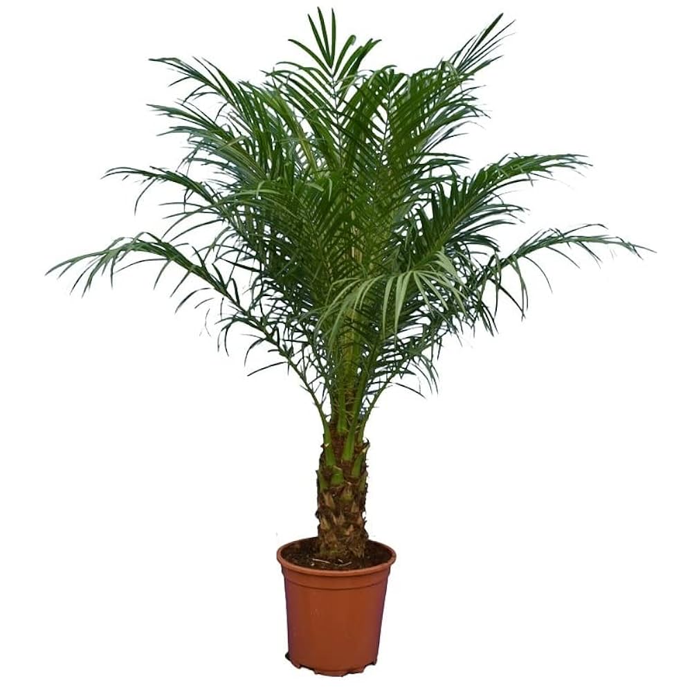 Phoenix Roebelenii "Miniature date palm"(outdoor) - Greensouq - 