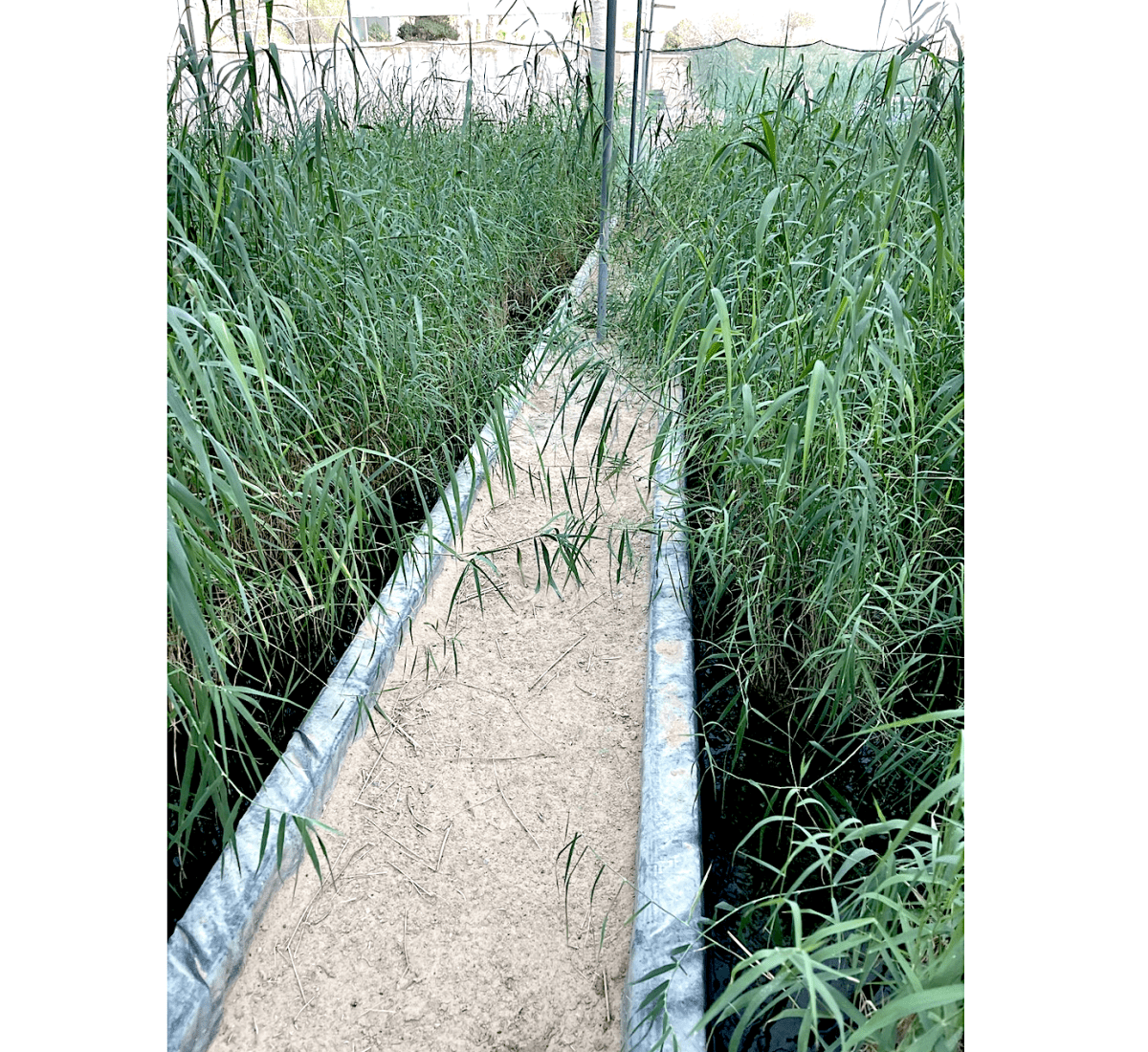 Phragmites Australis "Common reed" - Greensouq - 