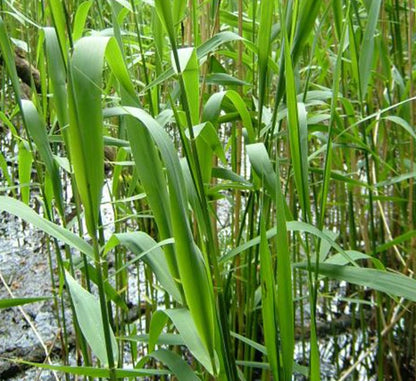 Phragmites Australis "Common reed" - Greensouq - 