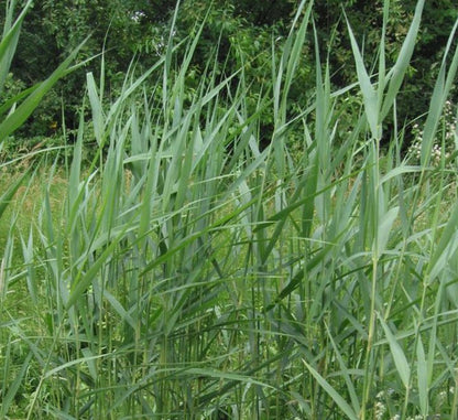 Phragmites Australis "Common reed" - Greensouq - 
