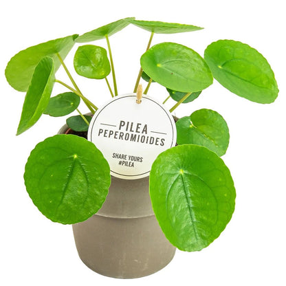 Pilea Peperomioides Mini "Chinese Money Plant" - Greensouq - 