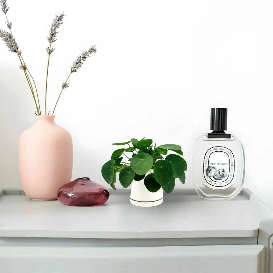 Pilea Peperomioides Mini "Chinese Money Plant" - Greensouq - 