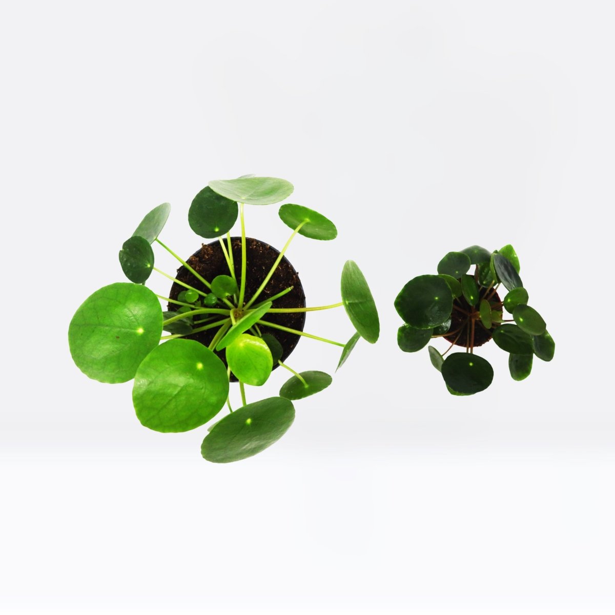 Pilea Peperomioides Mini "Chinese Money Plant" - Greensouq - 