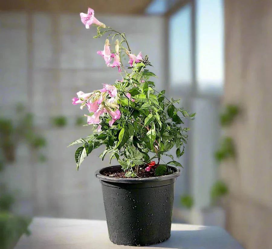Pink Trumpet Vine "Podranea Ricasoliana" 0.4 - 0.5m - Greensouq - 