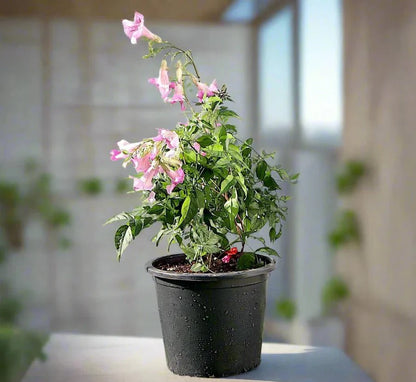 Pink Trumpet Vine "Podranea Ricasoliana" 0.4 - 0.5m - Greensouq - 