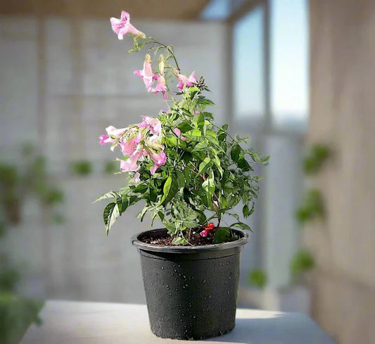 Pink Trumpet Vine "Podranea Ricasoliana" 0.4 - 0.5m - Greensouq - 