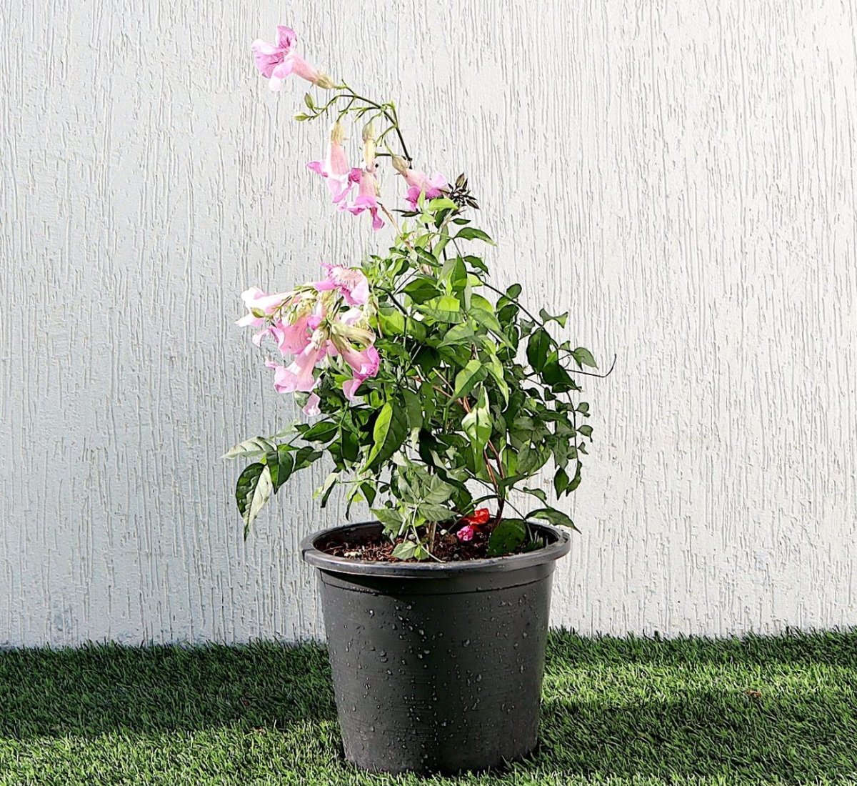 Pink Trumpet Vine "Podranea Ricasoliana" 0.4 - 0.5m - Greensouq - 