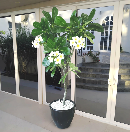 Plumeria Obtusa "Frangipani, The Temple Tree or Champa"