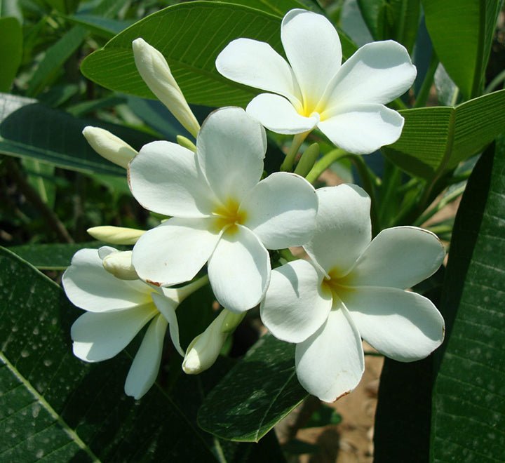 Plumeria Obtusa "Frangipani, The Temple Tree or Champa" - Greensouq - 