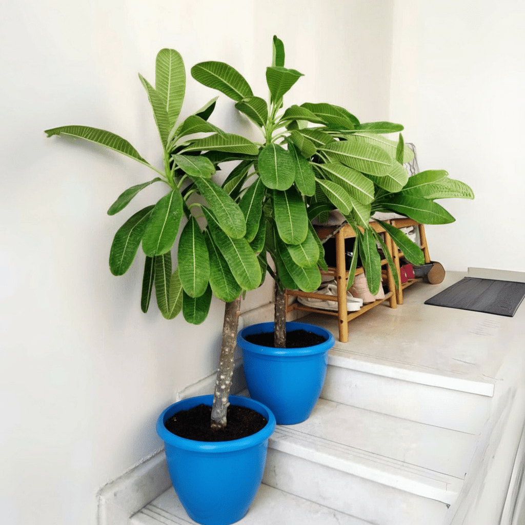 Plumeria Obtusa "Frangipani, The Temple Tree or Champa" - Greensouq - 