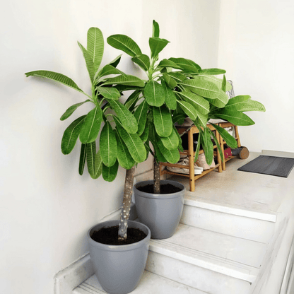 Plumeria Obtusa "Frangipani, The Temple Tree or Champa" - Greensouq - 