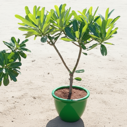 Plumeria Obtusa "Frangipani, The Temple Tree or Champa" - Greensouq - 
