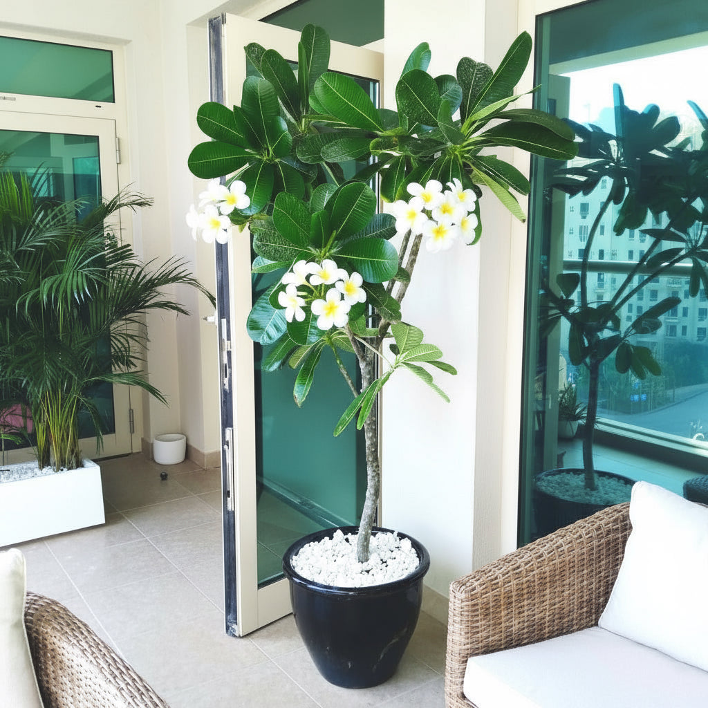 Plumeria Obtusa "Frangipani, The Temple Tree or Champa" - Greensouq - 