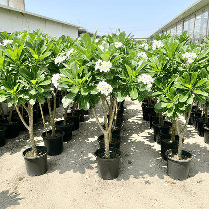 Plumeria Obtusa "Frangipani, The Temple Tree or Champa" - Greensouq - 