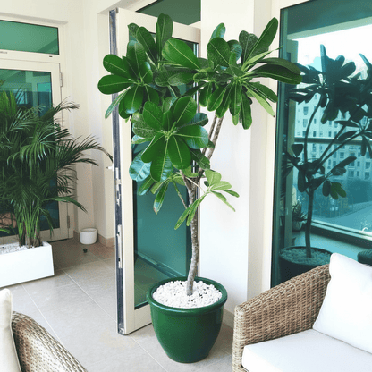 Plumeria Obtusa "Frangipani, The Temple Tree or Champa" - Greensouq - 