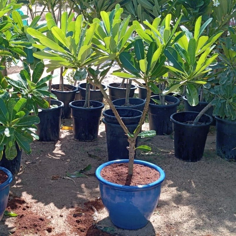 Plumeria Obtusa "Frangipani, The Temple Tree or Champa" - Greensouq - 
