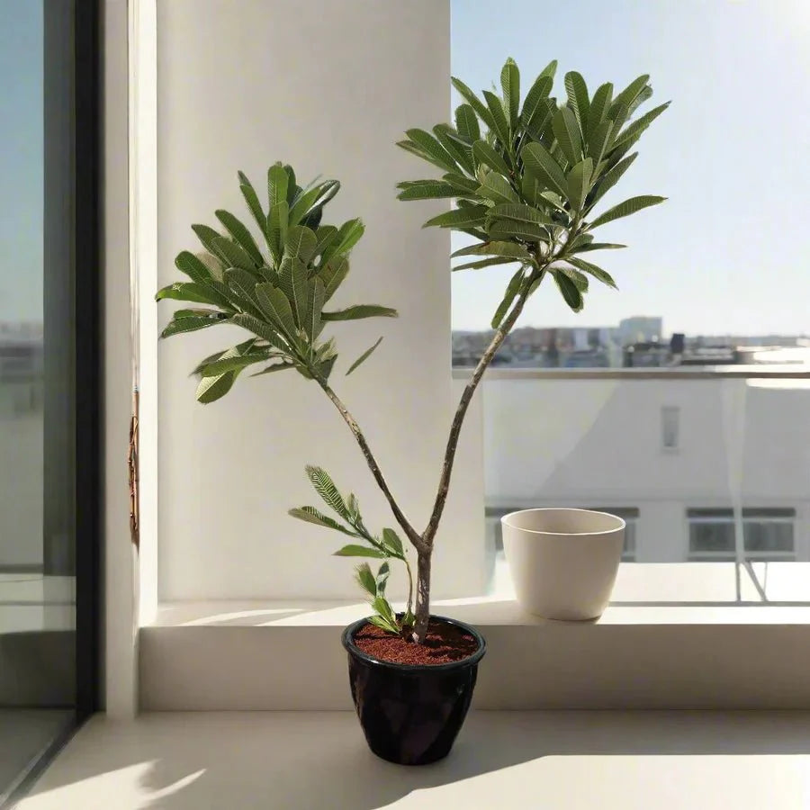 Plumeria Obtusa "Frangipani, The Temple Tree or Champa" - Greensouq - 