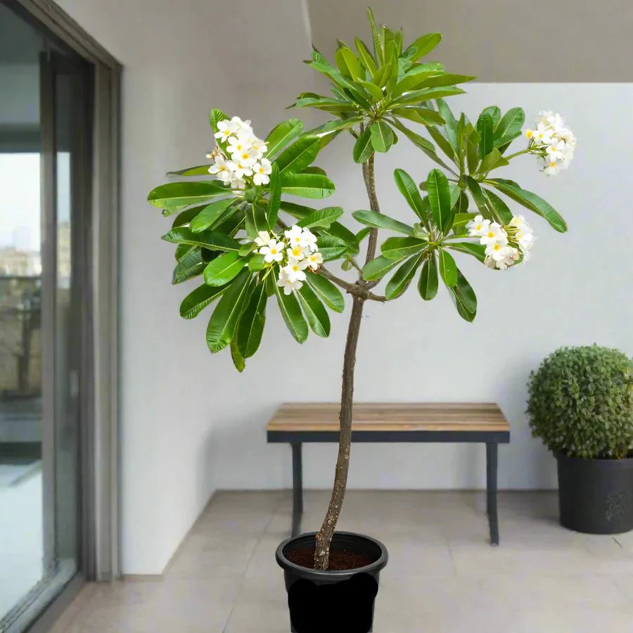 Plumeria Obtusa "Frangipani, The Temple Tree or Champa" - Greensouq - 