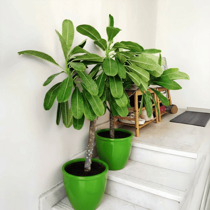 Plumeria Obtusa "Frangipani, The Temple Tree or Champa" - Greensouq - 