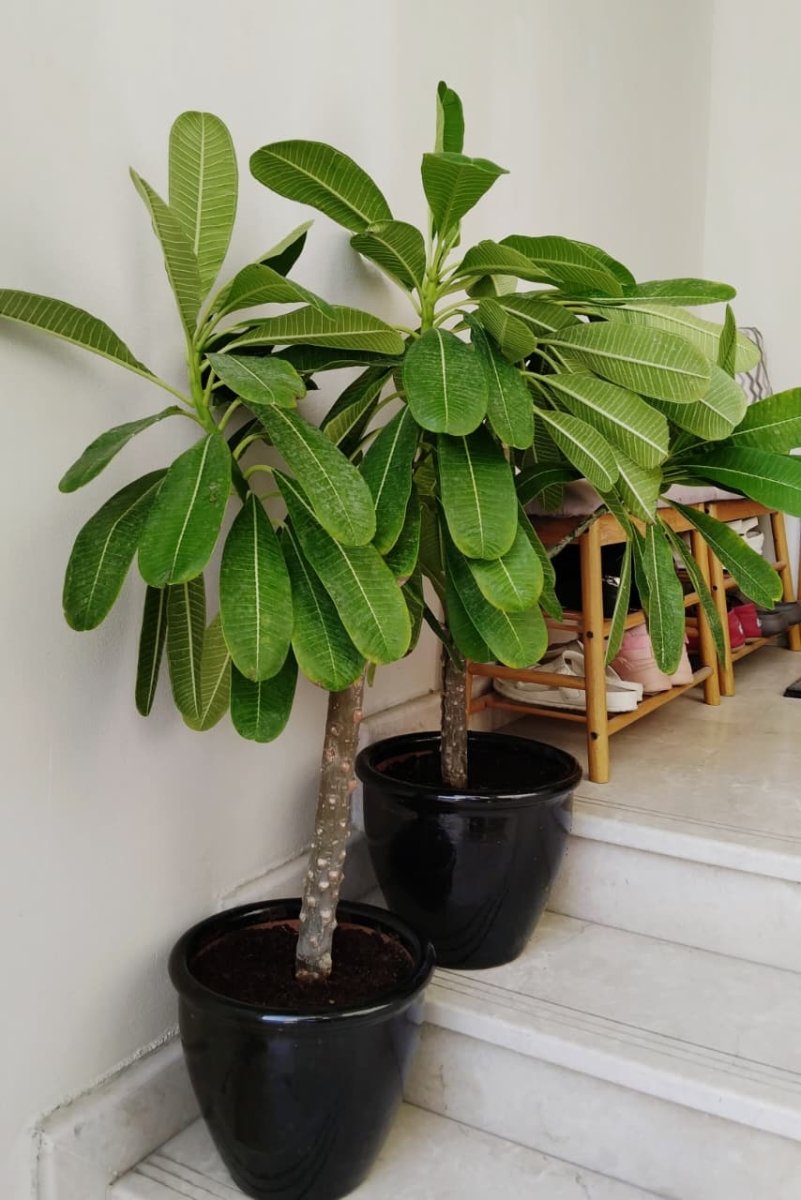 Plumeria Obtusa "Frangipani, The Temple Tree or Champa" - Greensouq - 