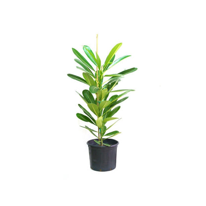 Plumeria Obtusa "Frangipani, The Temple Tree or Champa" - Greensouq - 