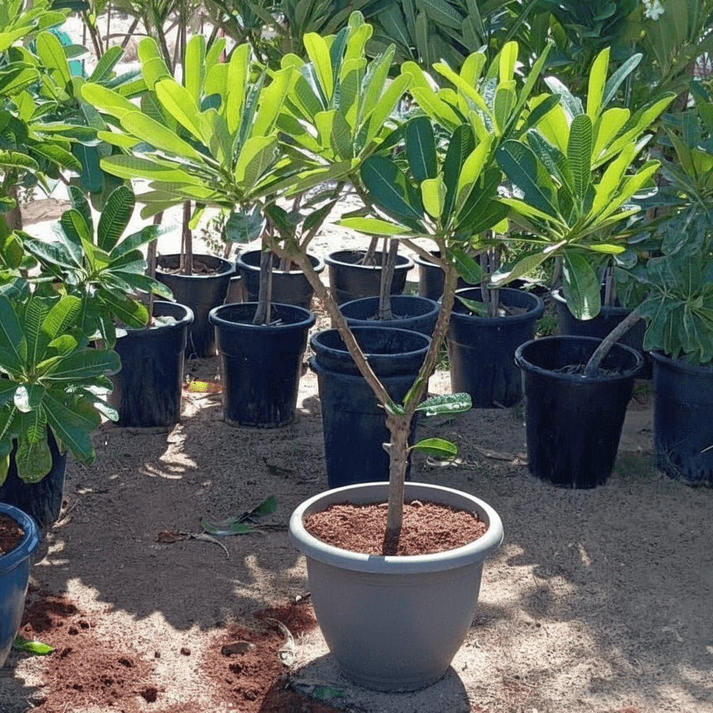 Plumeria Obtusa "Frangipani, The Temple Tree or Champa" - Greensouq - 