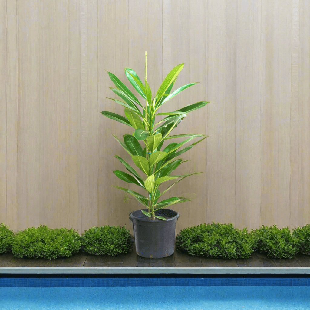 Plumeria Obtusa "Frangipani, The Temple Tree or Champa" - Greensouq - 