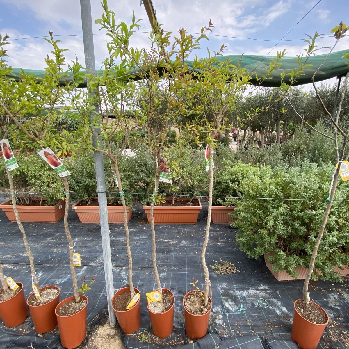 Pomegranate Spanish 1.2 - 1.5m شجرة الرمان - Greensouq - 