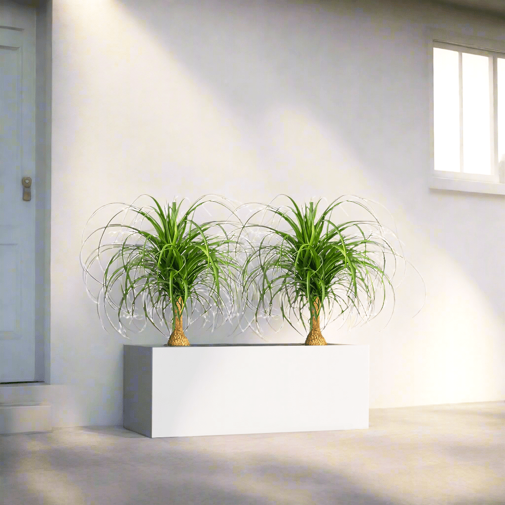 Ponytail Palm Indoor Pair in Rectangular Fiber Glass Planter (GRP) (60x30x30cm) - Greensouq - 