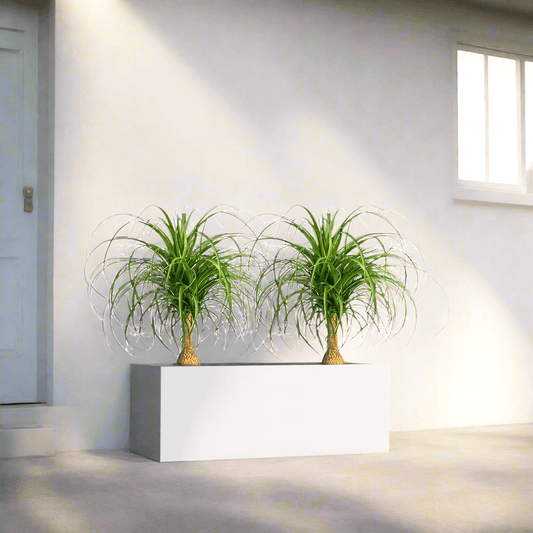Ponytail Palm Indoor Pair in Rectangular Fiber Glass Planter (GRP) (60x30x30cm) - Greensouq - 
