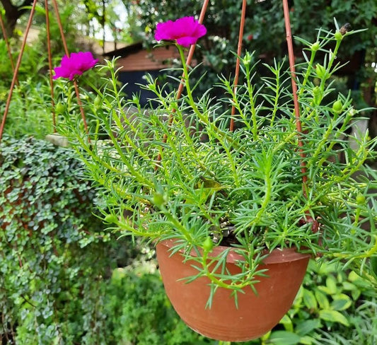Portulaca Grandiflora "Hanging" Rose Moss - Greensouq - 