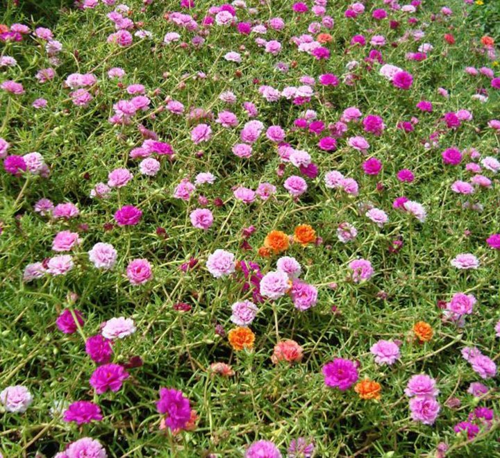 Portulaca Grandiflora "Hanging" Rose Moss - Greensouq - 