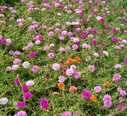 Portulaca Grandiflora "Hanging" Rose Moss - Greensouq - 